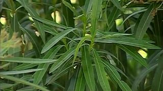 There's Ass Fucking Going On Everywhere - Leslie Manzel & Fabrice Felder