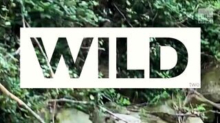 Wild, Part 2