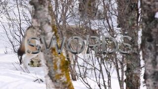 The Swords Sc 4 - NakedSword Originals